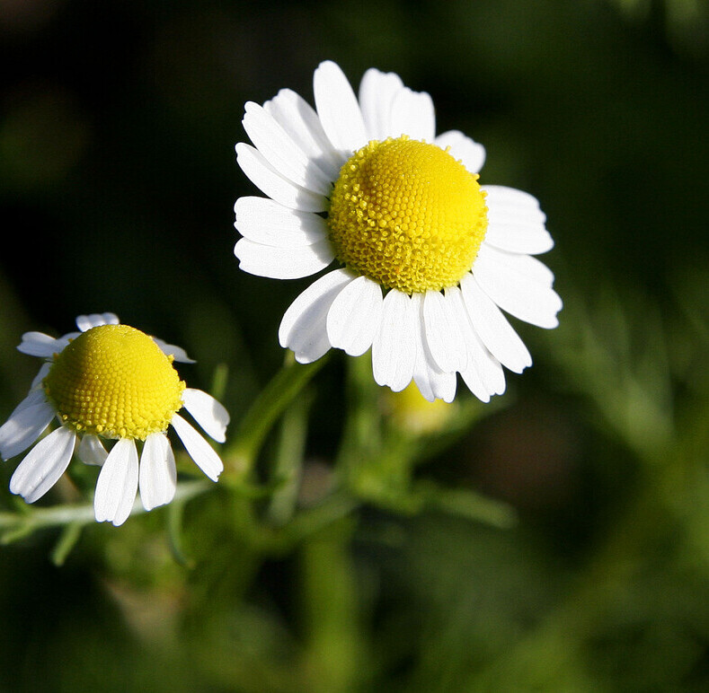 Echte kamille (Matricaria chamomilla) zaden