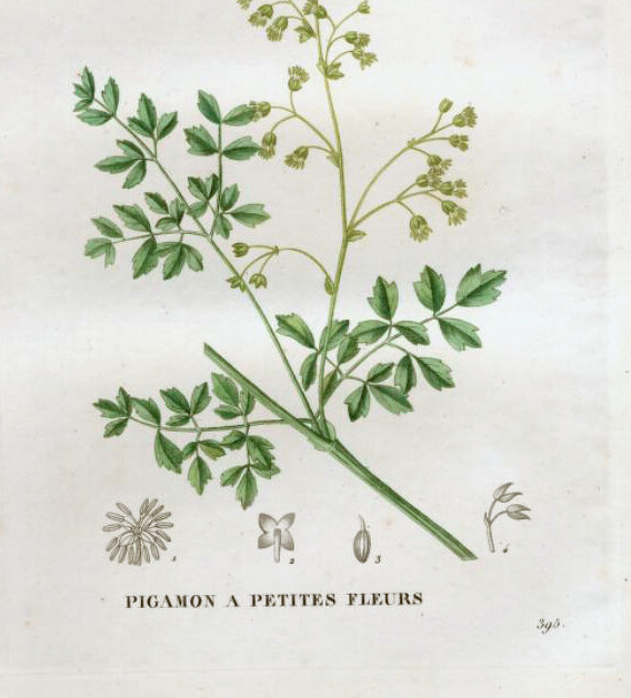 Kleine ruit (Thalictrum minus) zaden