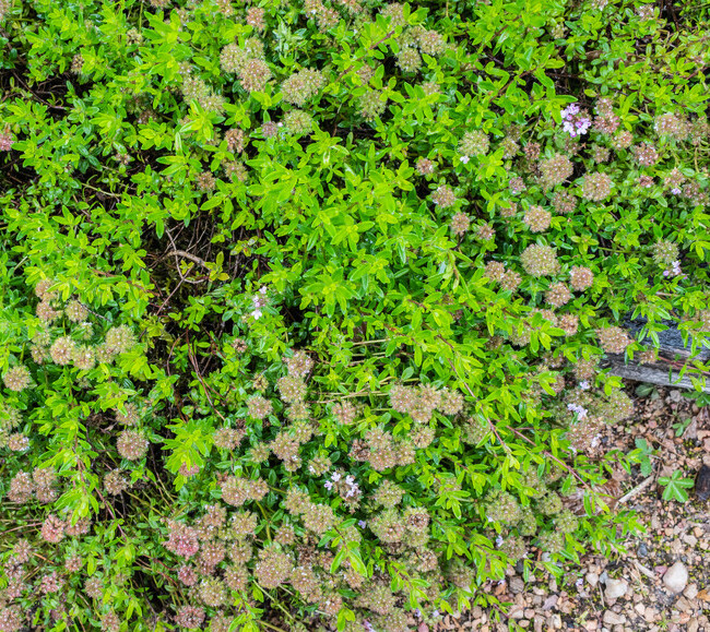 Kleine tijm (Thymus serpyllum) zaden