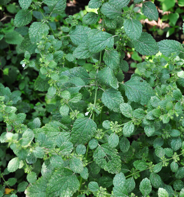 Citroenmelisse (Melissa officinalis) zaden