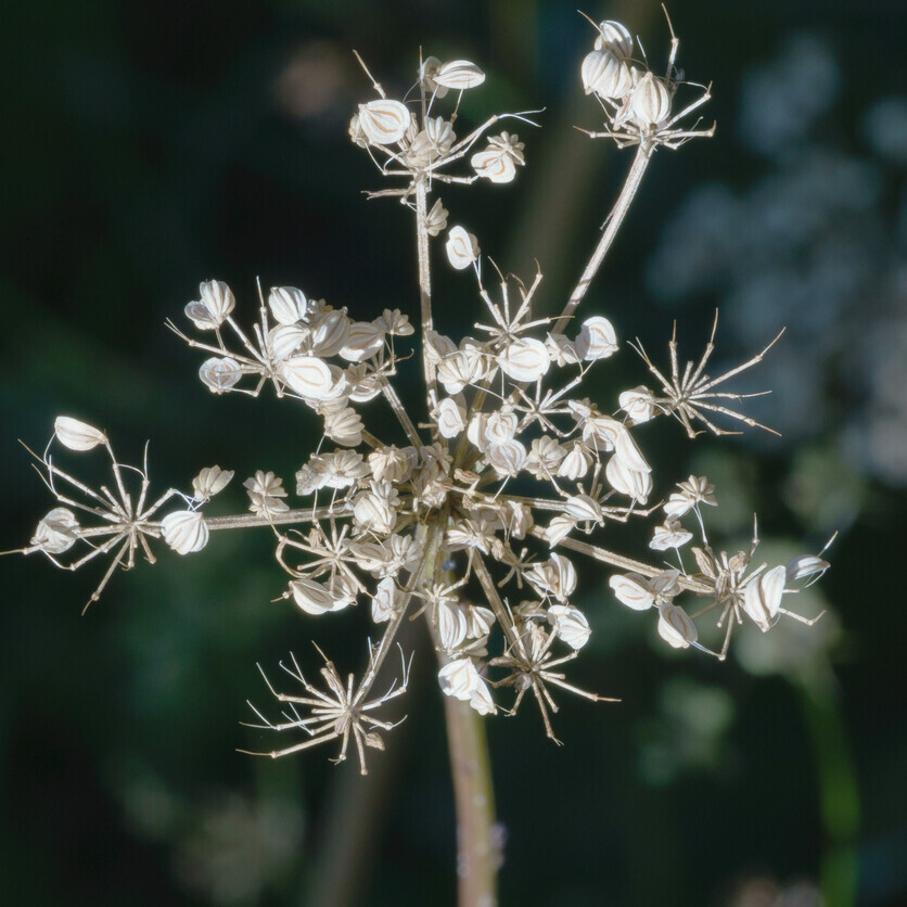 Kleine bevernel (Pimpinella saxifraga) zaden