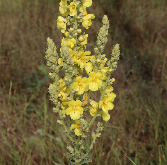 Keizerskaars (Verbascum phlomoides) zaden