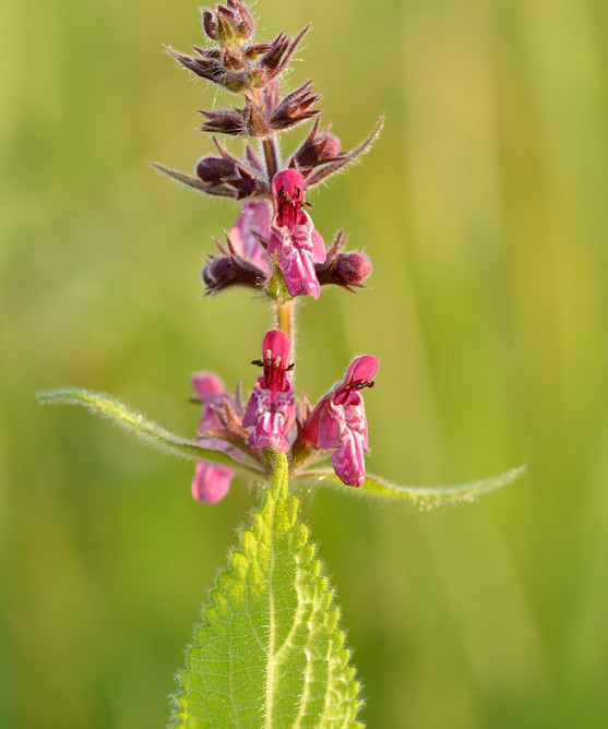 Bosandoorn (Stachys sylvatica) zaden