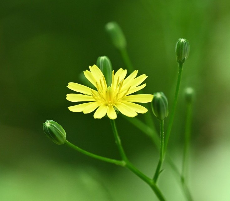 Akkerkool (Lapsana communis) zaden