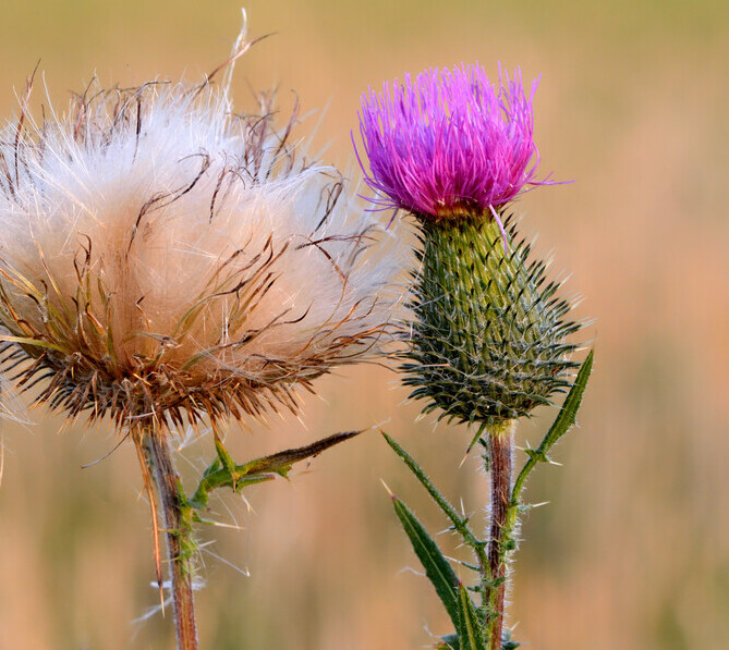Speerdistel (Cirsium vulgare) zaden