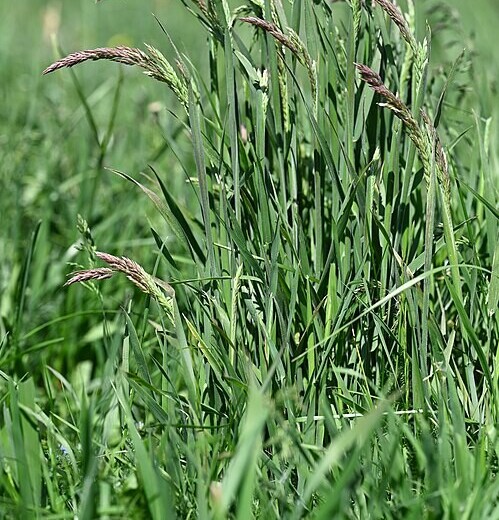 Gestreepte Witbol (Holcus lanatus) zaden