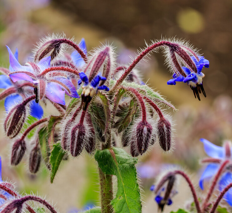 Borage/Bernagie (Borago officinalis) zaden