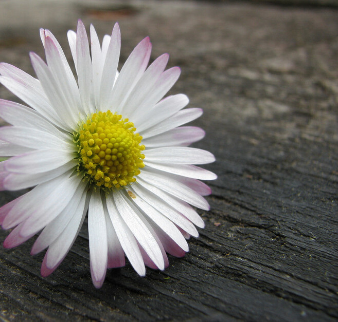 Madeliefje (Bellis perennis) zaden