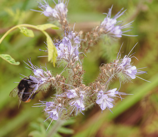 Phacelia (Phacelia tanacetifolia) zaden