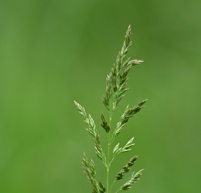 Veldbeemdgras (Poa pratensis ssp. pratensis) zaden