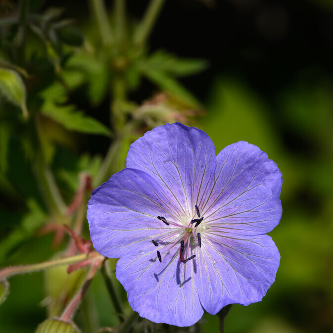 Beemdooievaarsbek (Geranium pratense) zaden