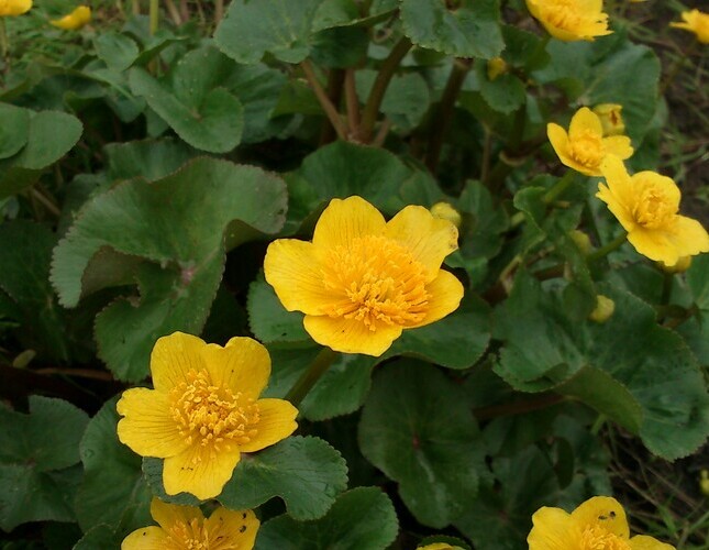 Gewone dotterbloem (Caltha palustris ssp. palustris) zaden