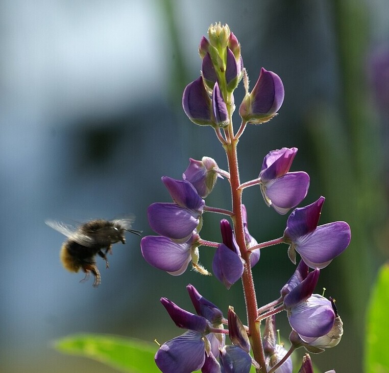 Blauwe lupine (Lupinus angustifolius) zaden