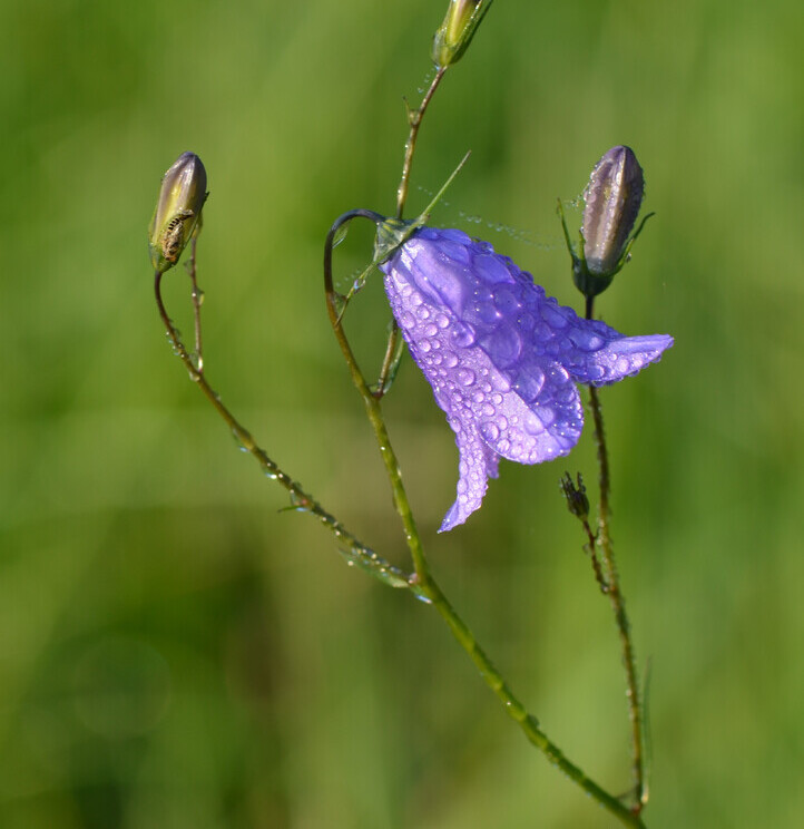 Grasklokje (Campanula rotundifolia) zaden