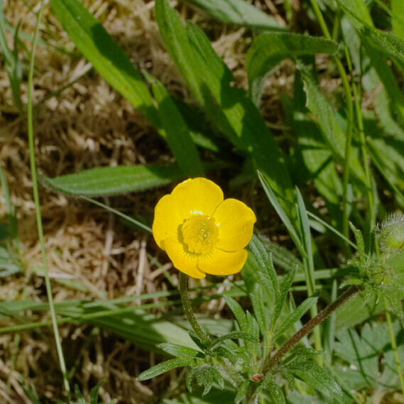 Knolboterbloem (Ranunculus bulbosus) zaden