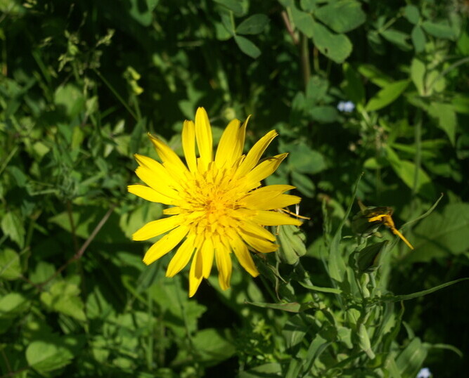 Gele morgenster (Tragopogon pratensis ssp. pratensis) zaden