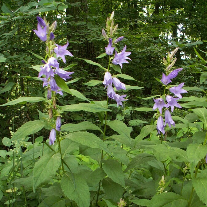 Breed klokje (Campanula latifolia) zaden
