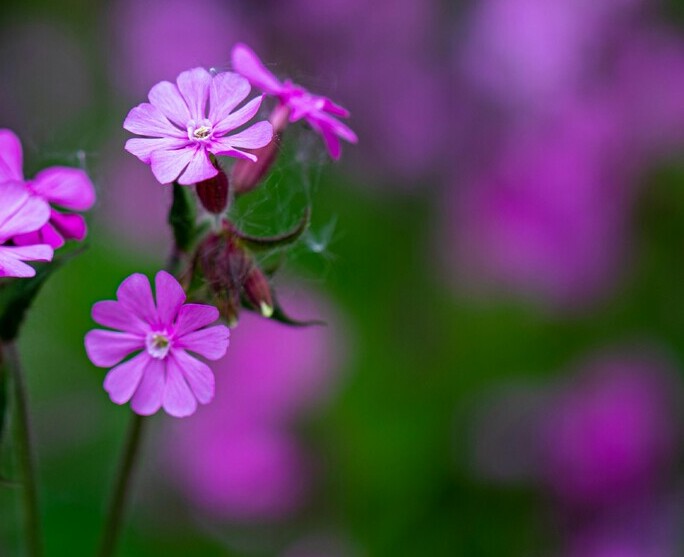 Dagkoekoeksbloem BIO (Silene dioica) zaden