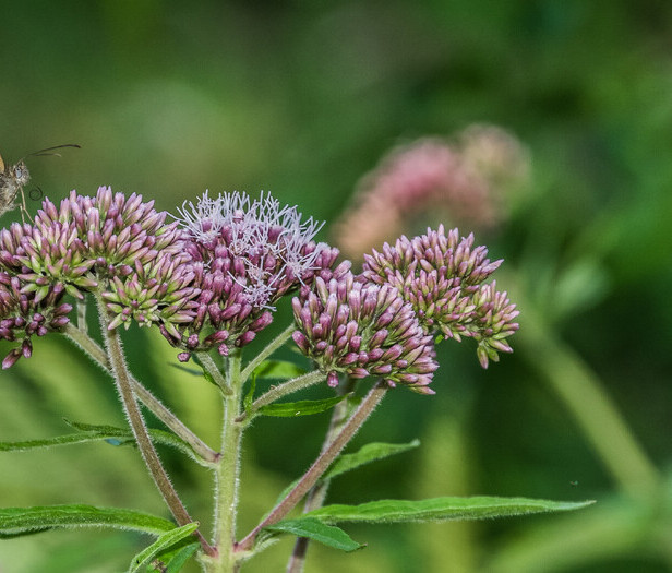 Koninginnenkruid (Eupatorium cannabinum) zaden