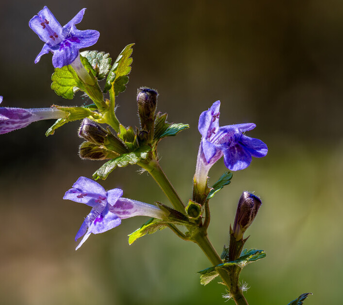 Hondsdraf (Glechoma hederacea) zaden