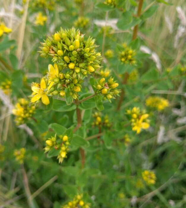 Gevleugeld hertshooi (Hypericum tetrapterum) zaden