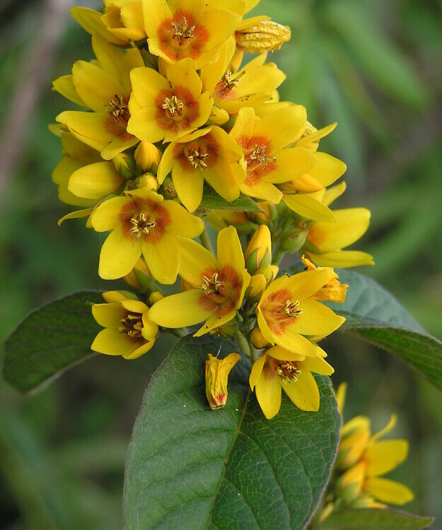 Grote wederik (Lysimachia vulgaris) zaden