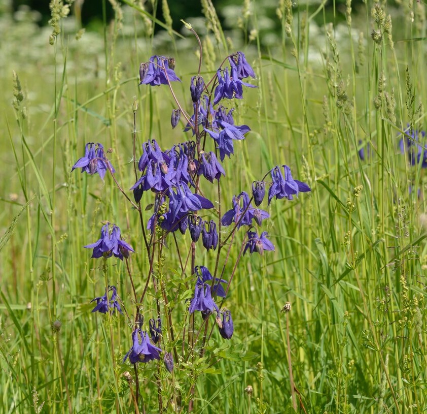 Wilde akelei (Aquilegia vulgaris) zaden