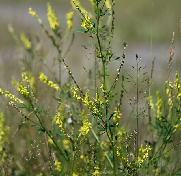 Citroengele honingklaver (Melilotus officinalis) zaden