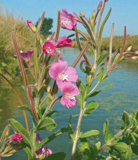 Harig wilgenroosje (Epilobium hirsutum) zaden