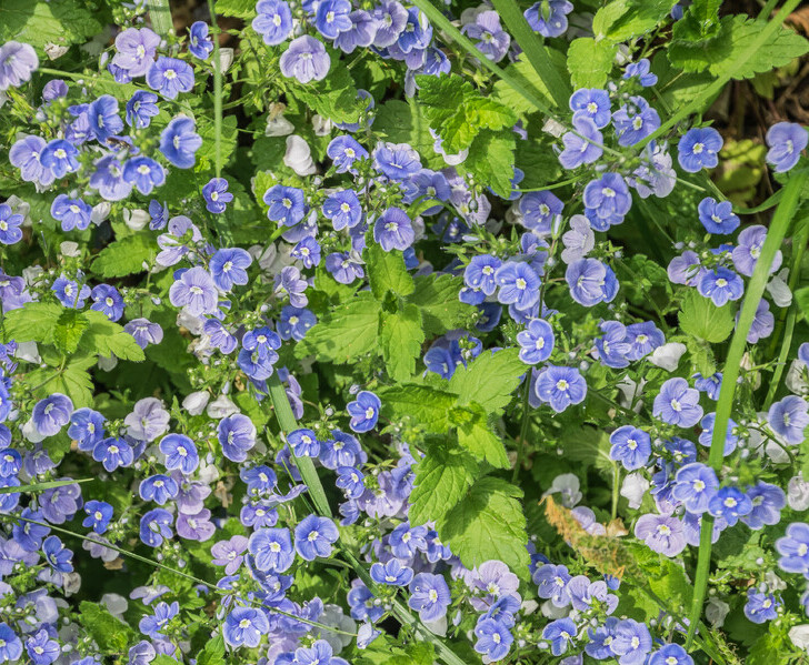 Gewone ereprijs (Veronica chamaedrys) zaden