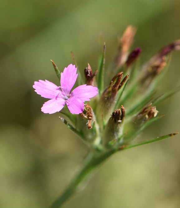 Ruige anjer (Dianthus armeria) zaden