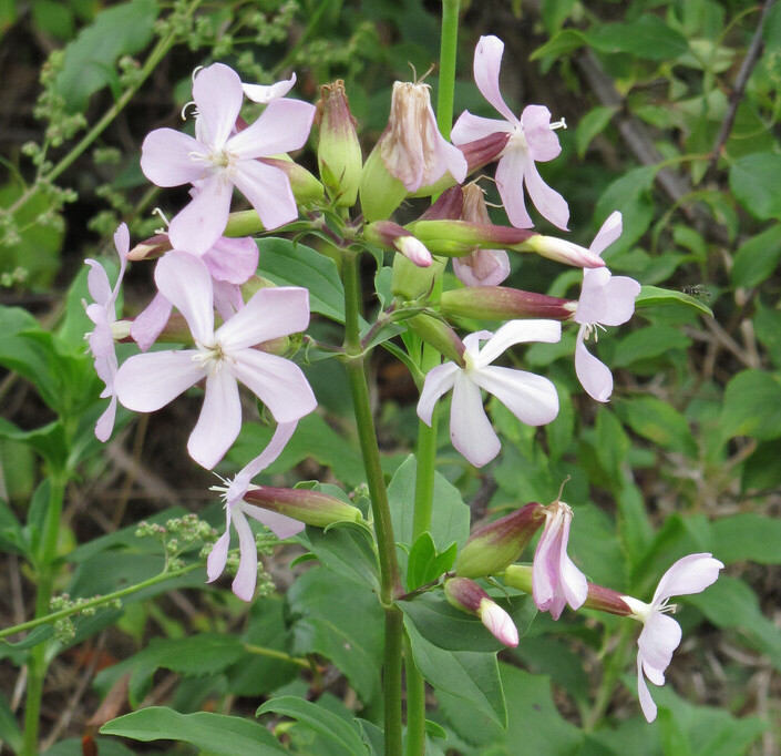 Zeepkruid (Saponaria officinalis) zaden