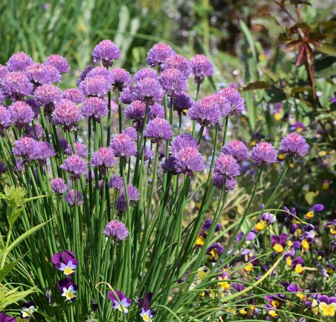 Bieslook (Allium schoenoprasum) zaden