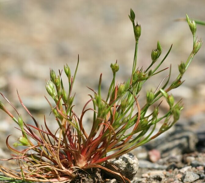 Greppelrus (Juncus bufonis) zaden
