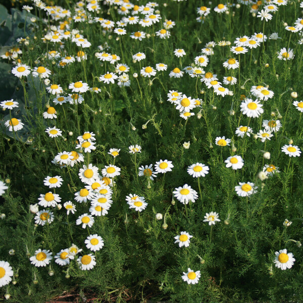 Roomse kamille (Anthemis nobilis) zaden