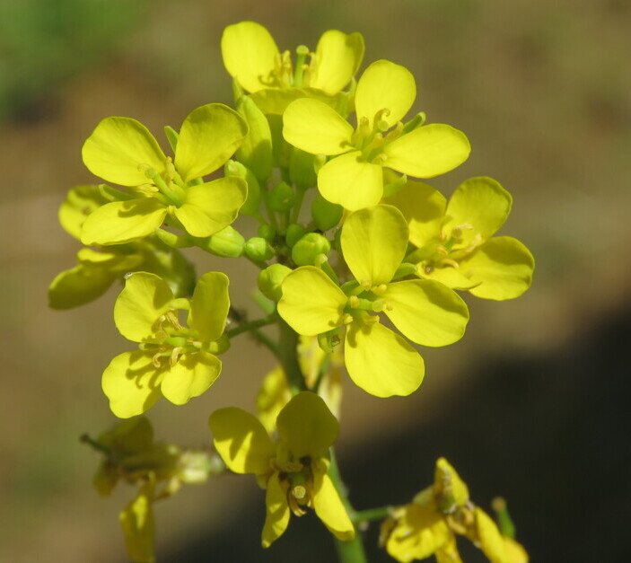Zwarte mosterd (Brassica nigra) zaden