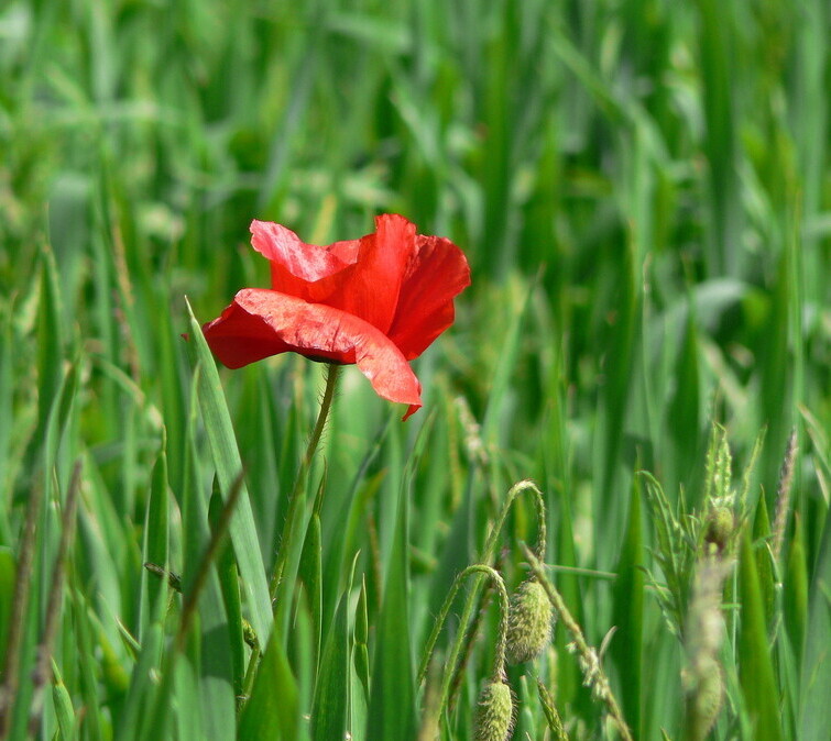 Grote klaproos (Papaver rhoeas) zaden