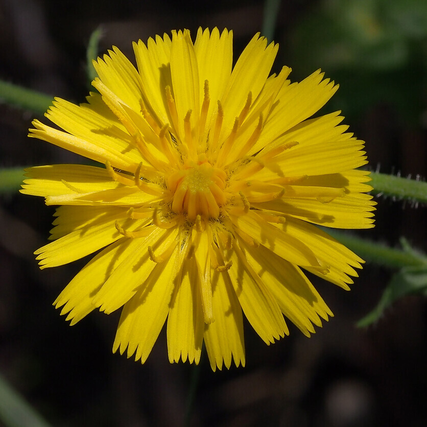 Paardenbloem (Taraxacum officinale) zaden