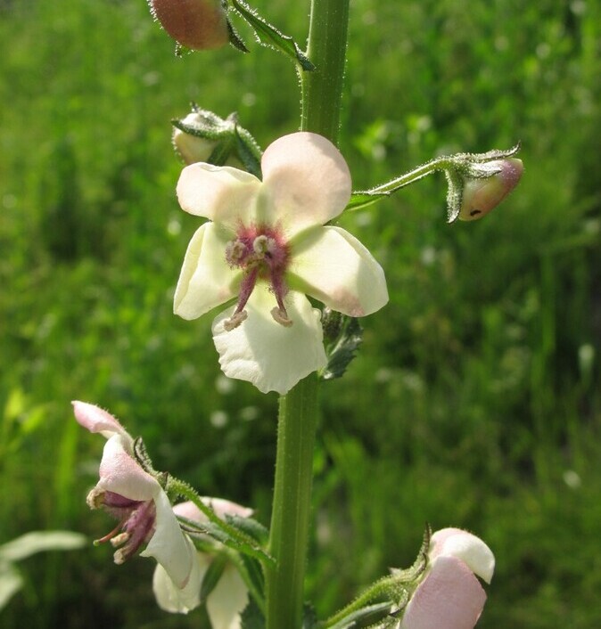 Mottenkruid (Verbascum blattaria) zaden