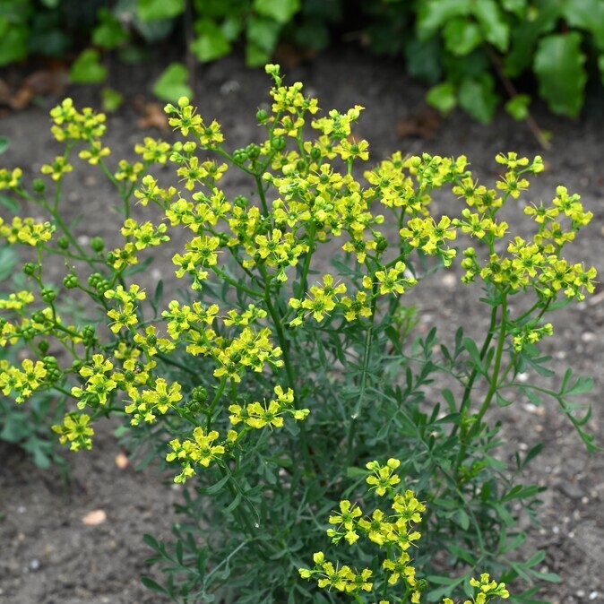 Wijnruit (Ruta graveolens) zaden