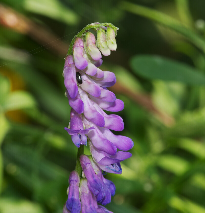 Vogelwikke (Vicia cracca) zaden