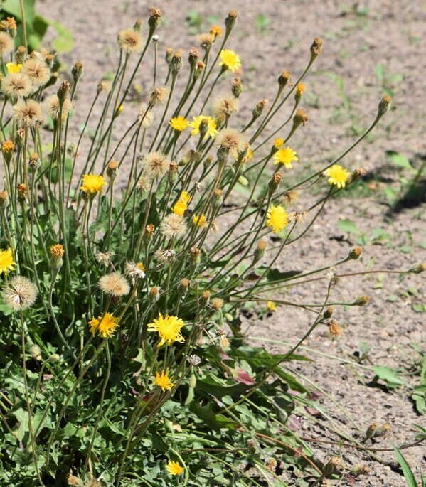 Ruige leeuwentand (Leontodon hispidus) zaden