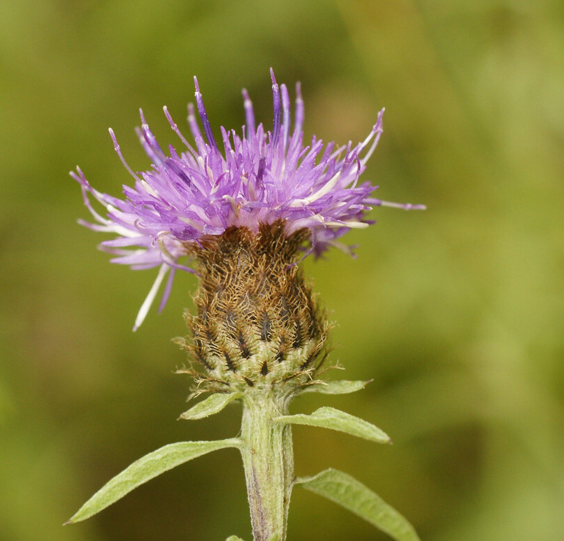 Zwart knoopkruid (Centaurea nigra) zaden