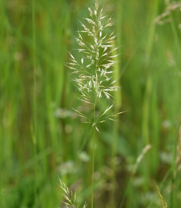 Goudhaver (Trisetum flavescens) zaden