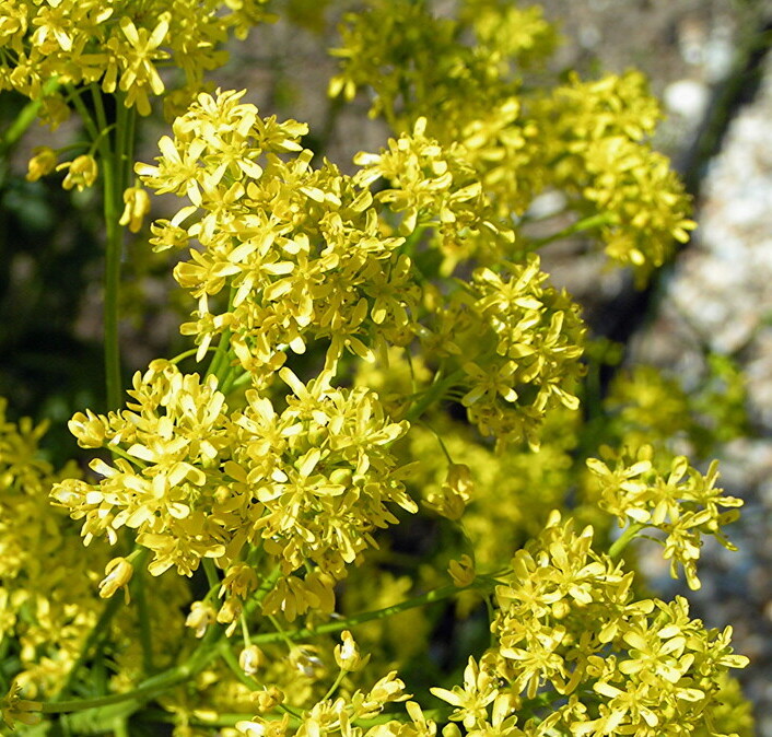 Wede (Isatis tinctoria) zaden