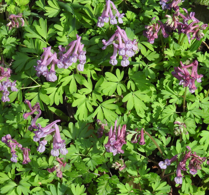 Vingerhelmbloem (Corydalis solida) zaden