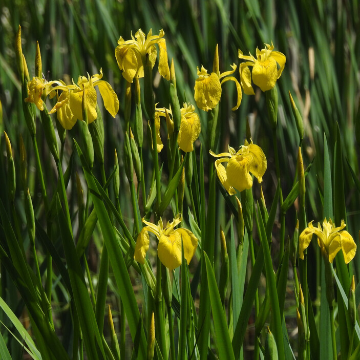 Iris (Iris pseudacorus) zaden